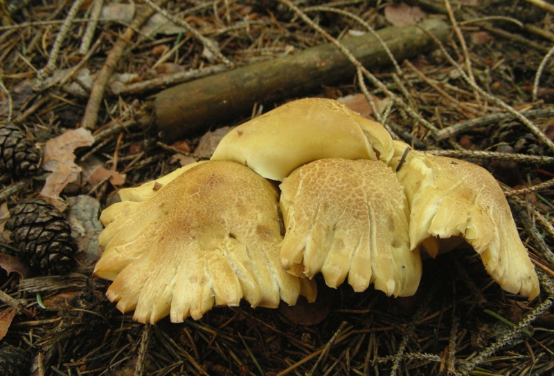 Proposta di studio di Tricholoma saponaceum